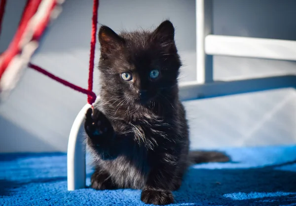 Porträt Eines Flauschigen Vollblutkätzchens — Stockfoto