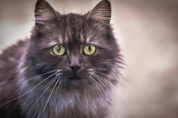 Portrait Fluffy Thoroughbred Cat — Stock Photo, Image