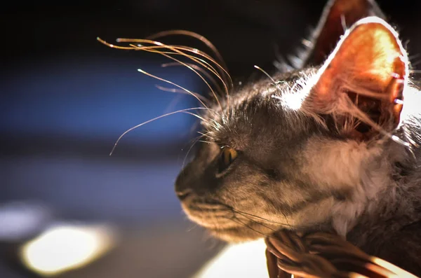 Portret Van Een Pluizig Volbloed Kitten — Stockfoto