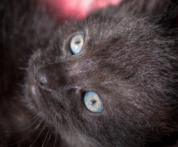 Retrato Gatinho Puro Sangue Fofo — Fotografia de Stock