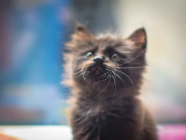 Portrait Fluffy Thoroughbred Kitten — Stock Photo, Image