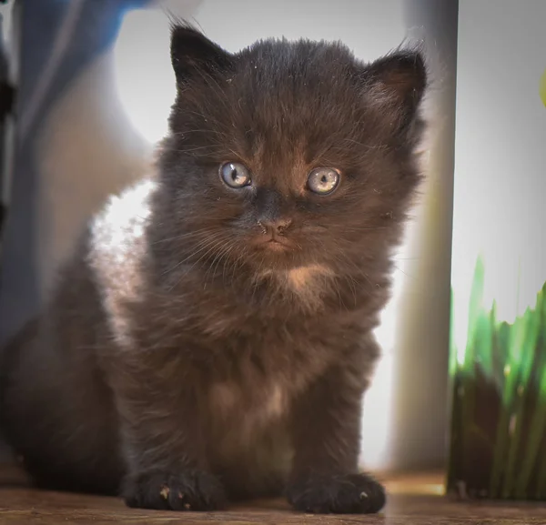 Portrait Fluffy Thoroughbred Kitten — Stock Photo, Image