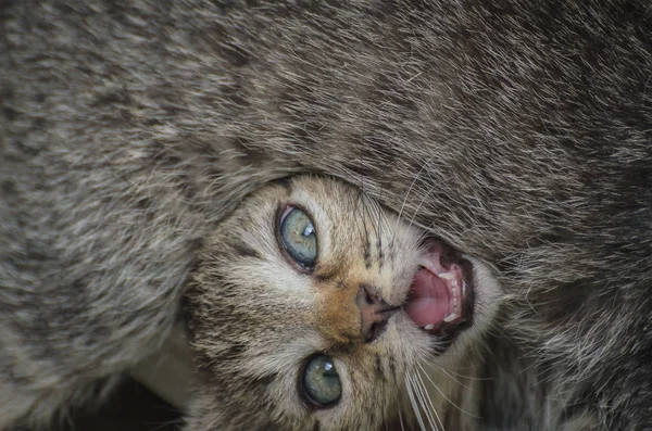 Retrato Gatinho Puro Sangue Fofo — Fotografia de Stock