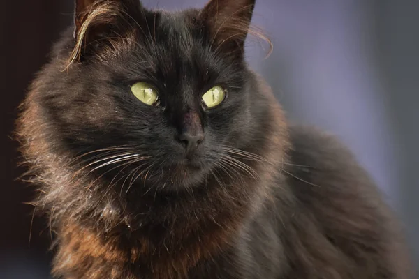 Portrait Fluffy Thoroughbred Cat — Stock Photo, Image