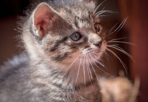 Retrato Gatinho Puro Sangue Fofo — Fotografia de Stock