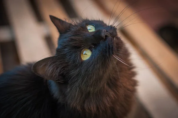 Retrato Gato Puro Sangue Fofo — Fotografia de Stock