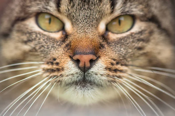 Portret Puszystego Kota Rasy Czystej — Zdjęcie stockowe