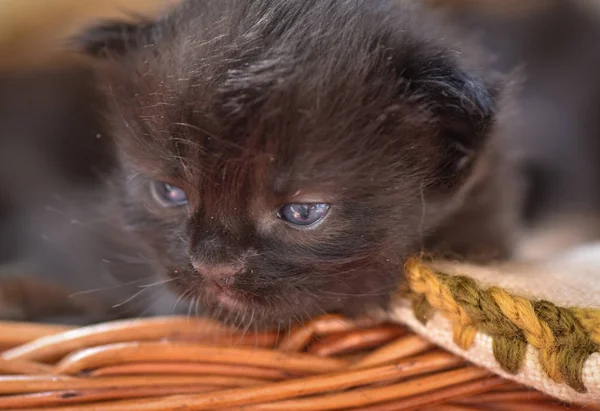 Portrait Fluffy Thoroughbred Kitten — Stock Photo, Image