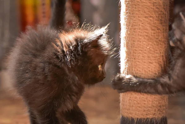 Portrait Fluffy Thoroughbred Kitten — Stock Photo, Image