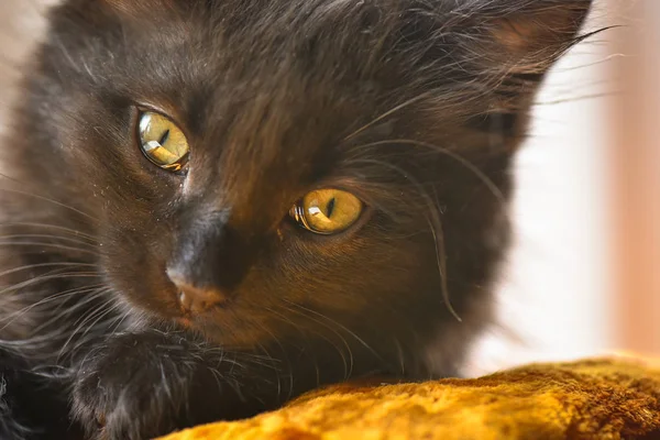 Portrait Fluffy Thoroughbred Kitten — Stock Photo, Image