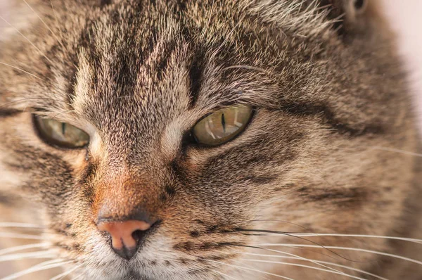 Portret Puszystego Kota Rasy Czystej — Zdjęcie stockowe