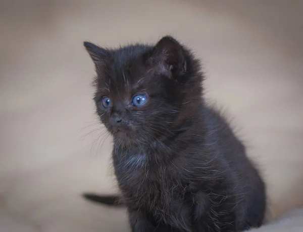 一只蓬松的纯种小猫的肖像 — 图库照片