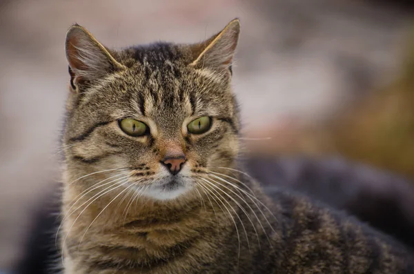 Porträt Einer Flauschigen Vollblutkatze — Stockfoto