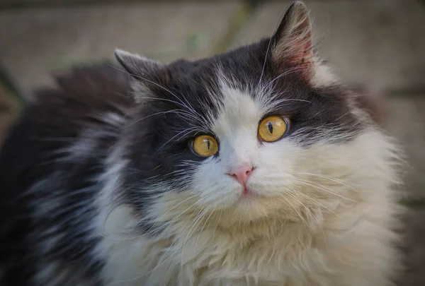 Портрет Пушистой Чистокровной Кошки — стоковое фото