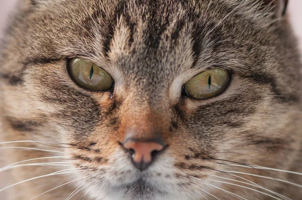 Portret Puszystego Kota Rasy Czystej — Zdjęcie stockowe