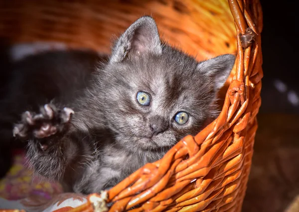 Portrait Fluffy Thoroughbred Kitten — Stock Photo, Image