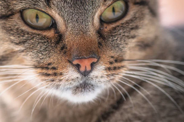 Portret Puszystego Kota Rasy Czystej — Zdjęcie stockowe