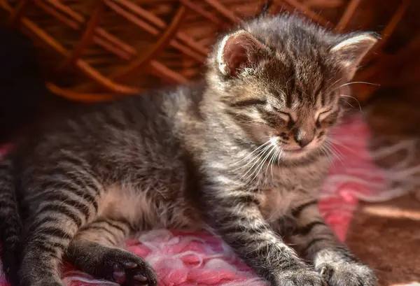 Kabarık Safkan Bir Kedi Yavrusu Portresi — Stok fotoğraf