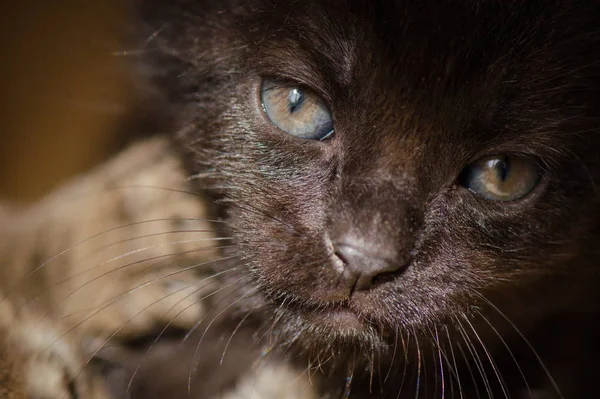 Portrait Fluffy Thoroughbred Kitten — Stock Photo, Image