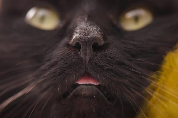 Kabarık Bir Safkan Kedi Portresi — Stok fotoğraf