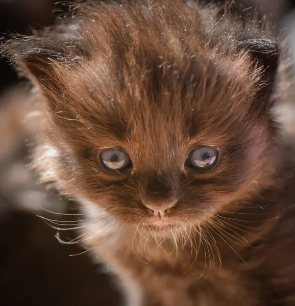 Muotokuva Pörröinen Täysikasvuinen Kissanpentu — kuvapankkivalokuva