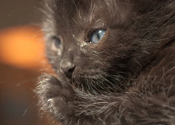 Portrait Fluffy Thoroughbred Kitten — Stock Photo, Image