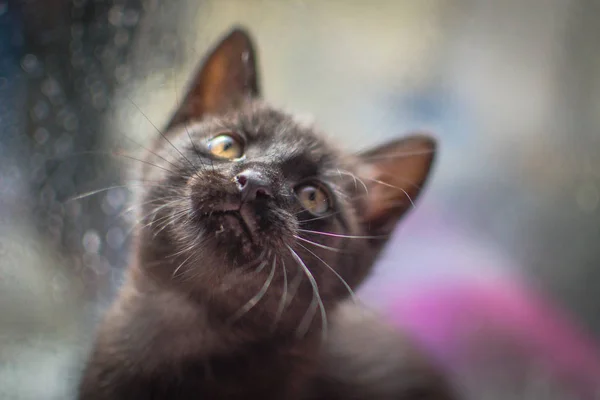 Kabarık Safkan Bir Kedi Yavrusu Portresi — Stok fotoğraf