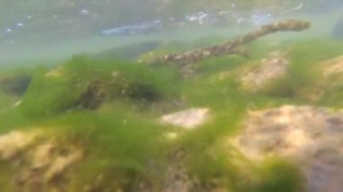 Su altında dağ nehri