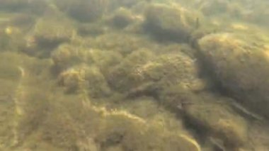 Su altında dağ nehri