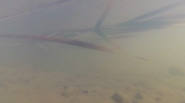 Su altında dağ nehri