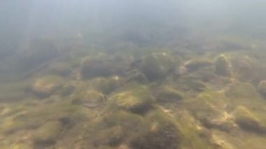 Su altında dağ nehri