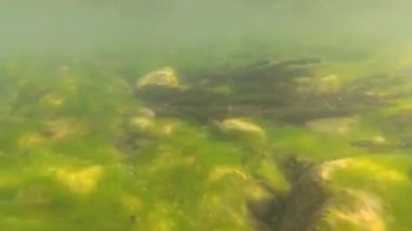 Su altında dağ nehri