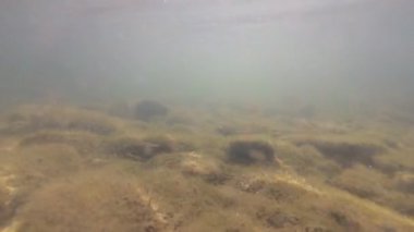 Su altında dağ nehri