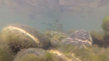 Su altında dağ nehri