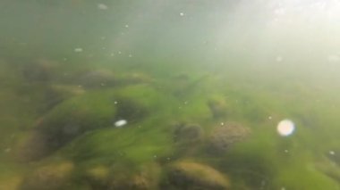 Su altında dağ nehri