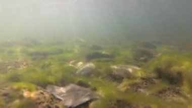 Su altında dağ nehri