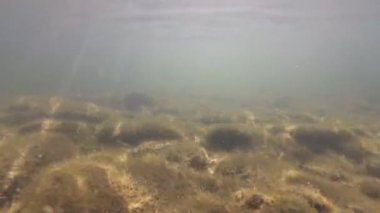 Su altında dağ nehri