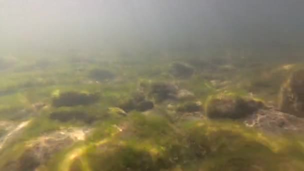 Ορεινό Ποτάμι Κάτω Από Νερό — Αρχείο Βίντεο
