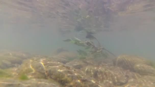 Гірська Річка Під Водою — стокове відео