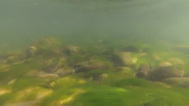 Rivière de montagne sous l'eau 