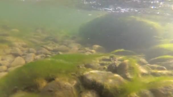 Horská Řeka Pod Vodou — Stock video