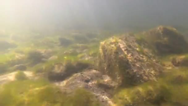 Berg Rivier Onder Water — Stockvideo