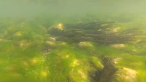 Río Montaña Bajo Agua — Vídeos de Stock