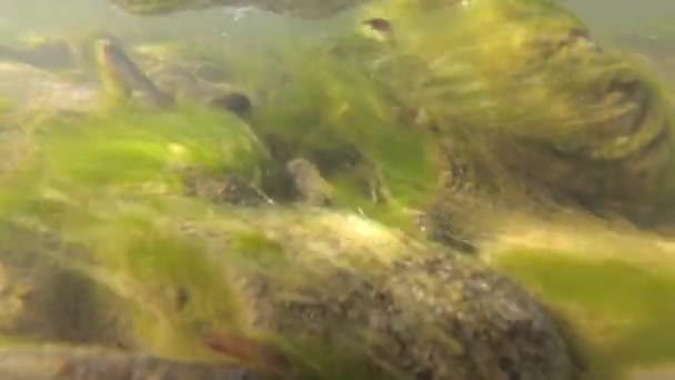 Rivière Montagne Sous Eau — Video