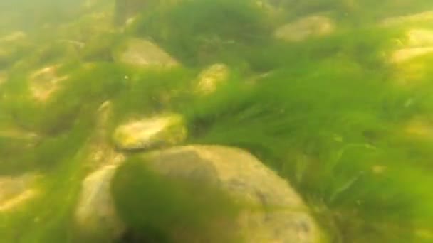 Fiume Montagna Sott Acqua — Video Stock