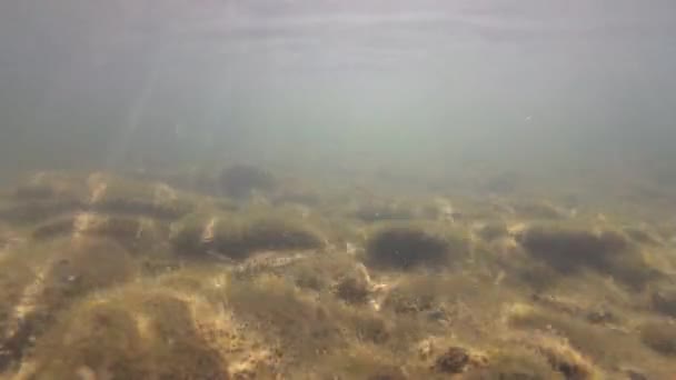 水の下の山の川 — ストック動画
