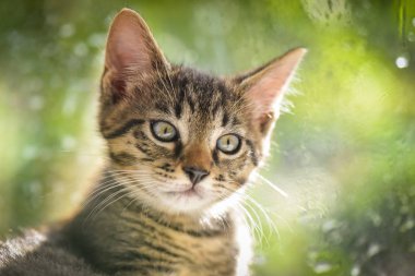 Kabarık safkan bir kedi yavrusu portresi