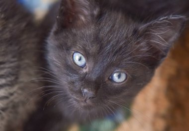 Kabarık safkan bir kedi yavrusu portresi