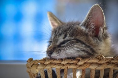 Kabarık safkan bir kedi yavrusu portresi