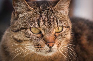 Kabarık bir safkan kedi portresi